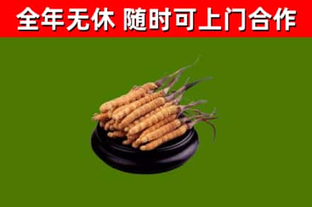 无极烟酒回收冬虫夏草.jpg