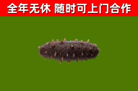 无极烟酒回收干海参.jpg